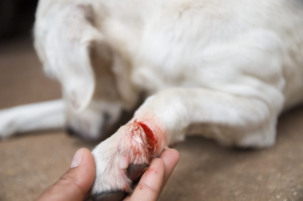 pet wound care